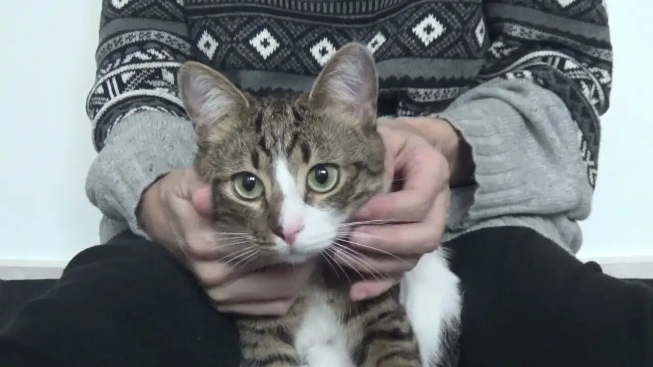 Cute Cat Sits in My Arms
