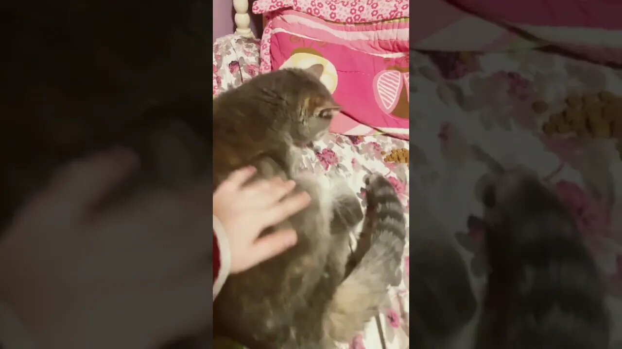 My cat 🐱 is so cute 🥰 #shorts #views #subscribe #youtubeshorts #shortsfeed