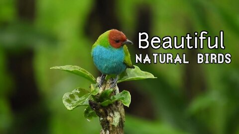 Beautiful Nature Birds Singing