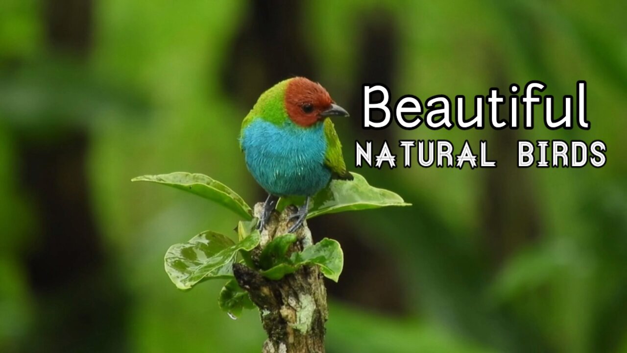 Beautiful Nature Birds Singing