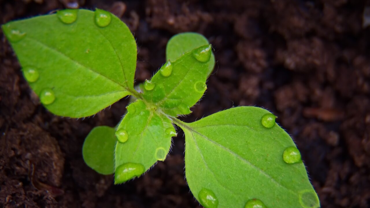 Eight in 10 Americans believe having a green thumb is a necessary survival skill