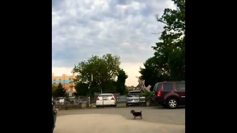 Run in opposite directions to see who your dog loves more.. #shorts
