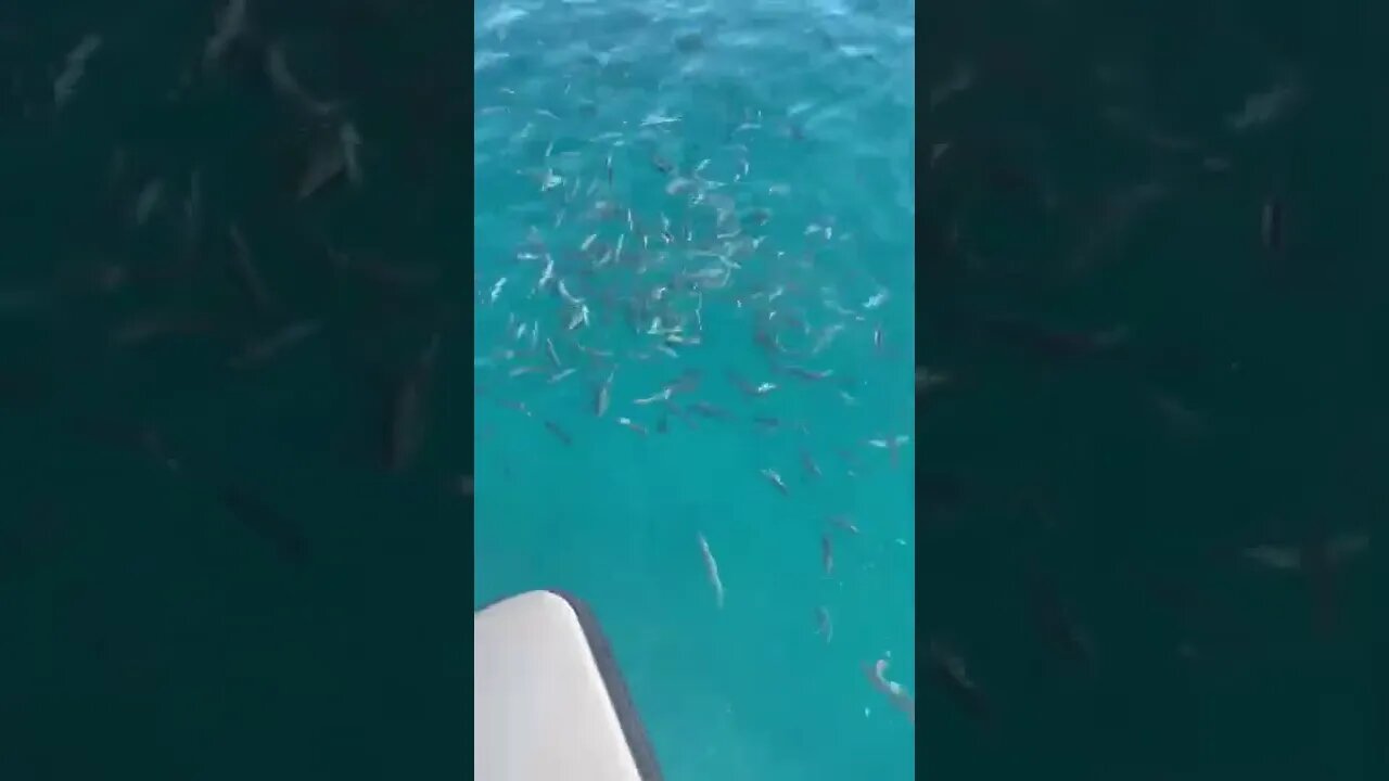bait behind boat should we catch them? #fishing #livebait #miami