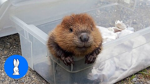 Eager and Happy Baby Beavers Eating Timber.