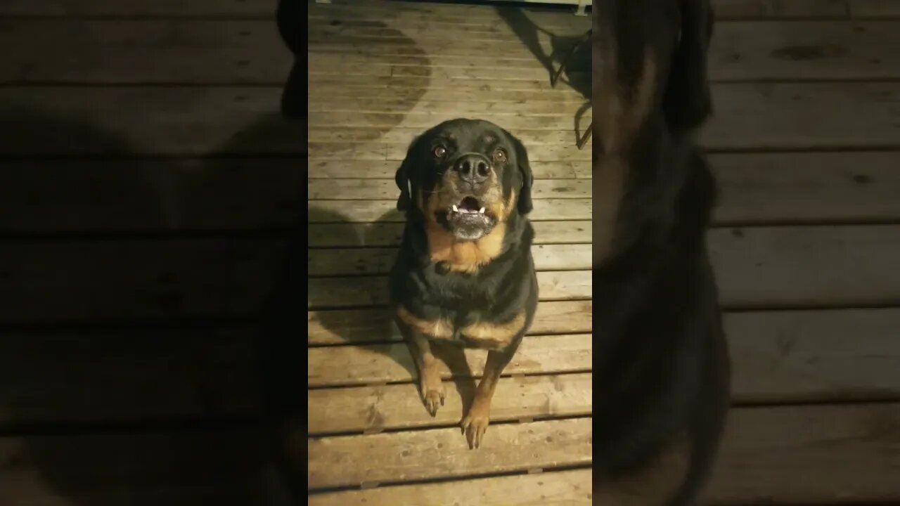 Gorgeous Female Rottweiler 💖 #rottweiler #shorts