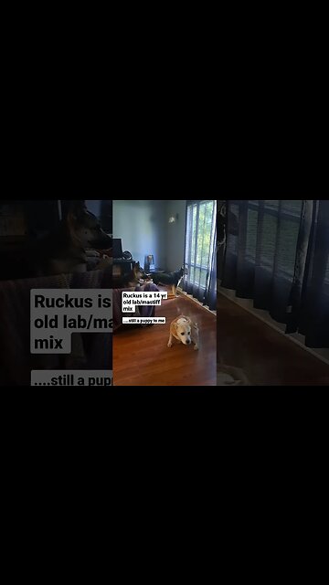 When Your legs dont Work Like They Used To Before #dog #cute #dogs #shorts #doggo #dogmemes #meme