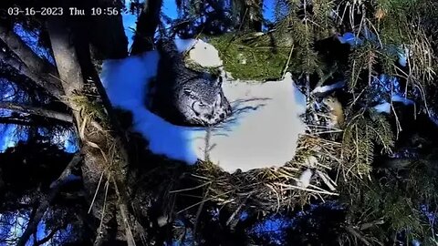 Red Squirrel Entertains Ellie 🦉 03/16/23 08:54