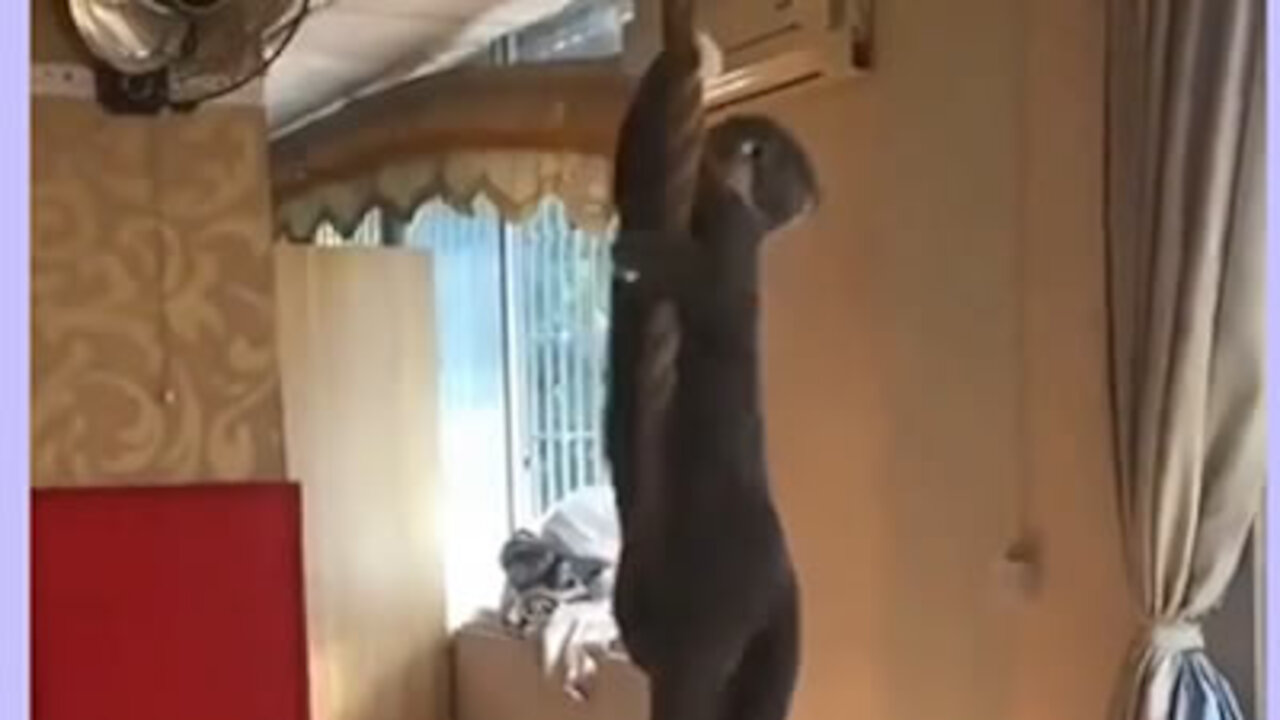 Cat climbs the rope