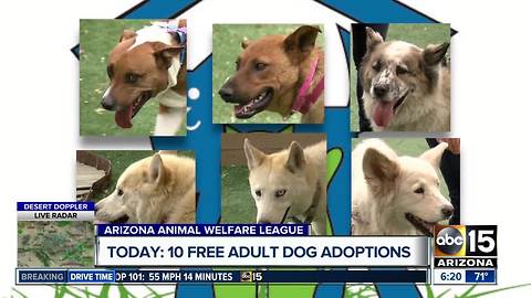 Donor pays for adoption fees for 10 adult dogs at AAWL