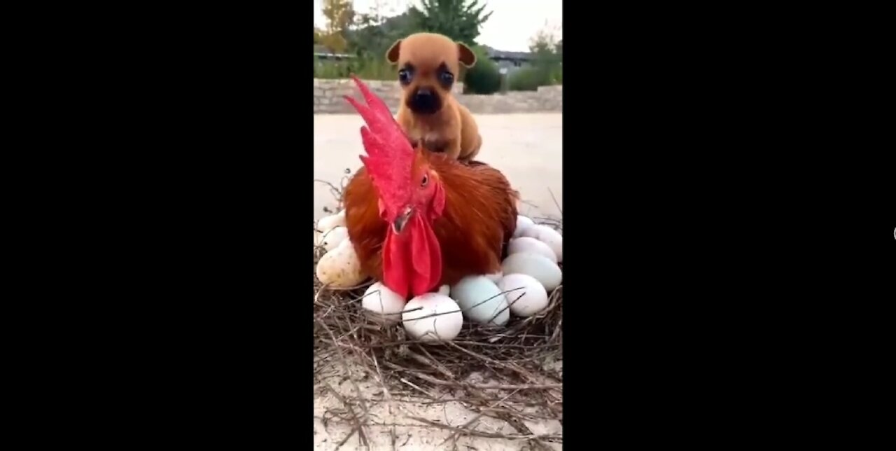 Little Dog 🐕 riding on a Chicken 🐓