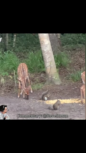 Squirrel Uppercuts His Opponent