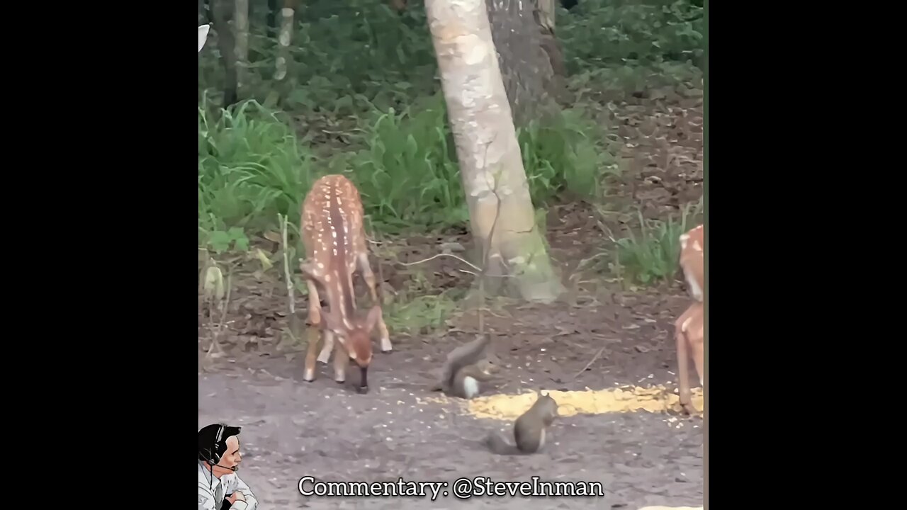 Squirrel Uppercuts His Opponent