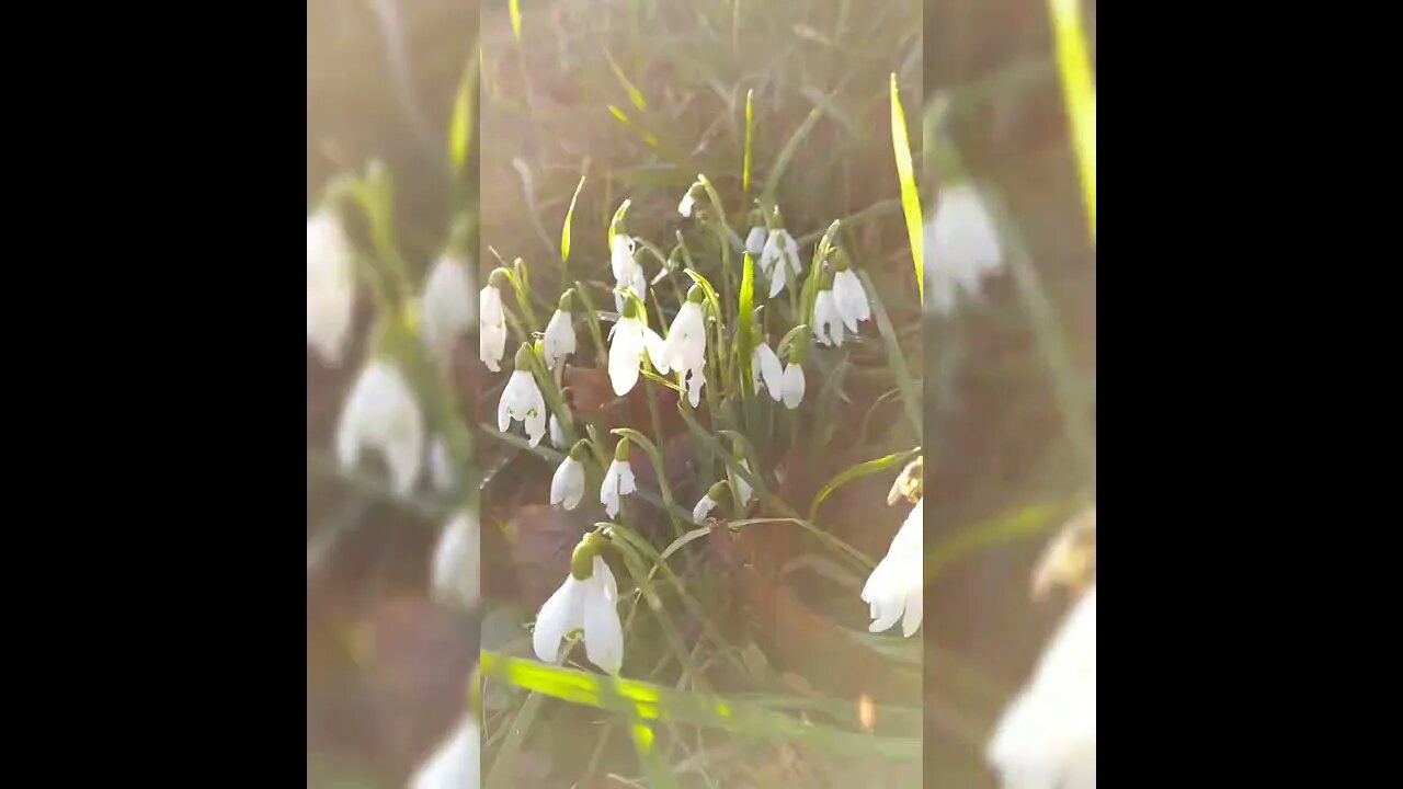 Snowdrops 2