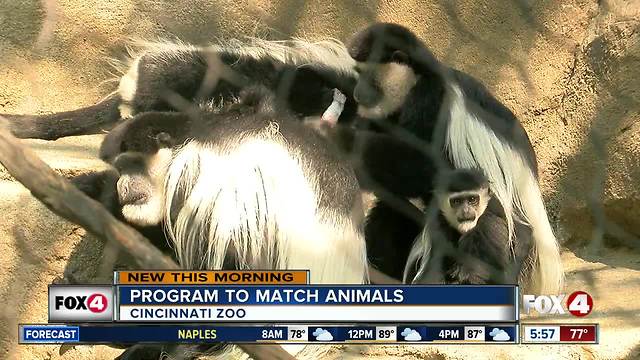 Cincinnati Zoo's program to match animals