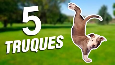 Como Ensinar seu Cachorro 5 Truques - How to Teach Your Dog 5 Tricks