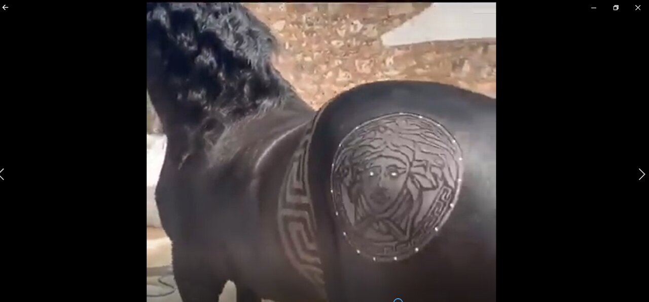 Super skillful barber Making a beautiful art on Horse Body, Wonderful skill.