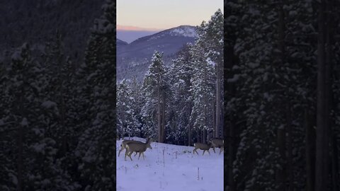 Deer In The Colorado Snow