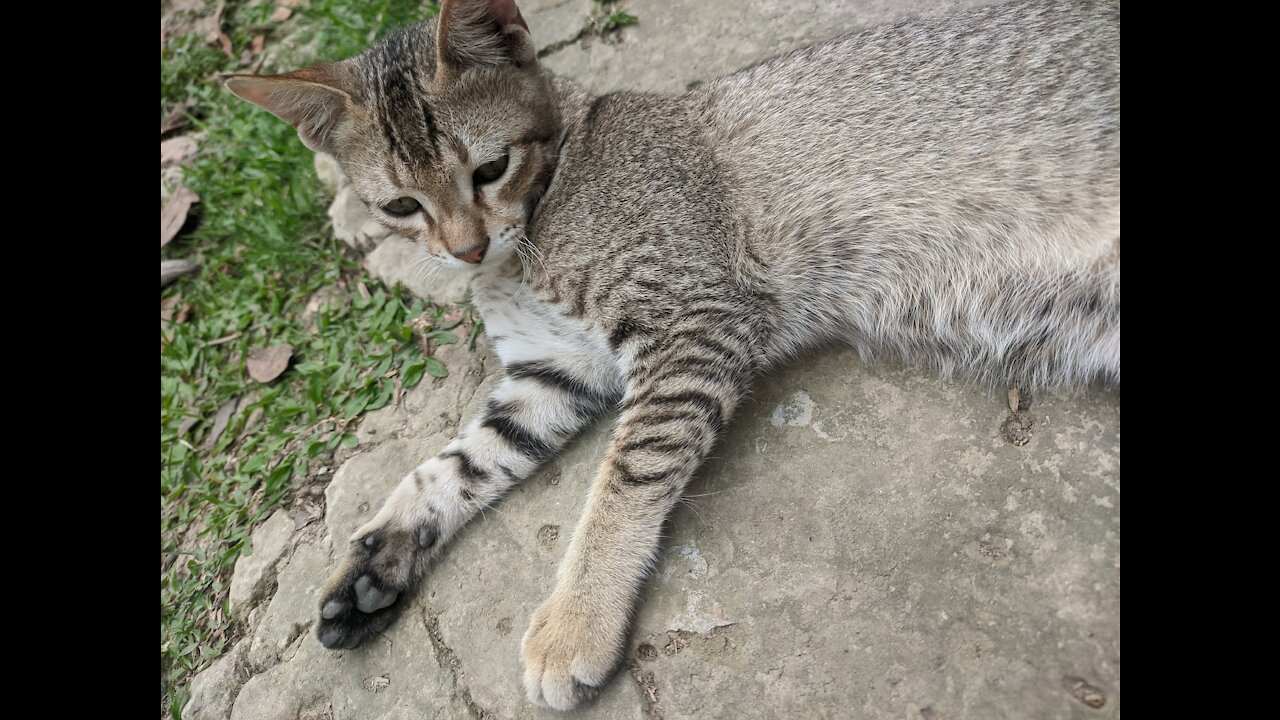 MY BOY CAT PHOTOGRAPHY STYLE, HIS POSE IS INCREDIBLE!