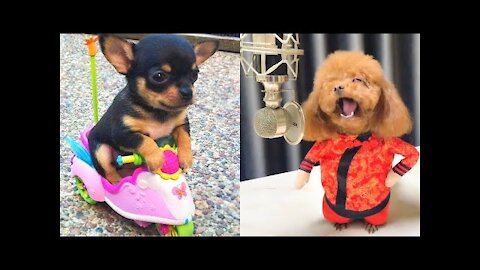 Baby Dogs - Cute and Funny Dog Videos Compilation | Aww Animals