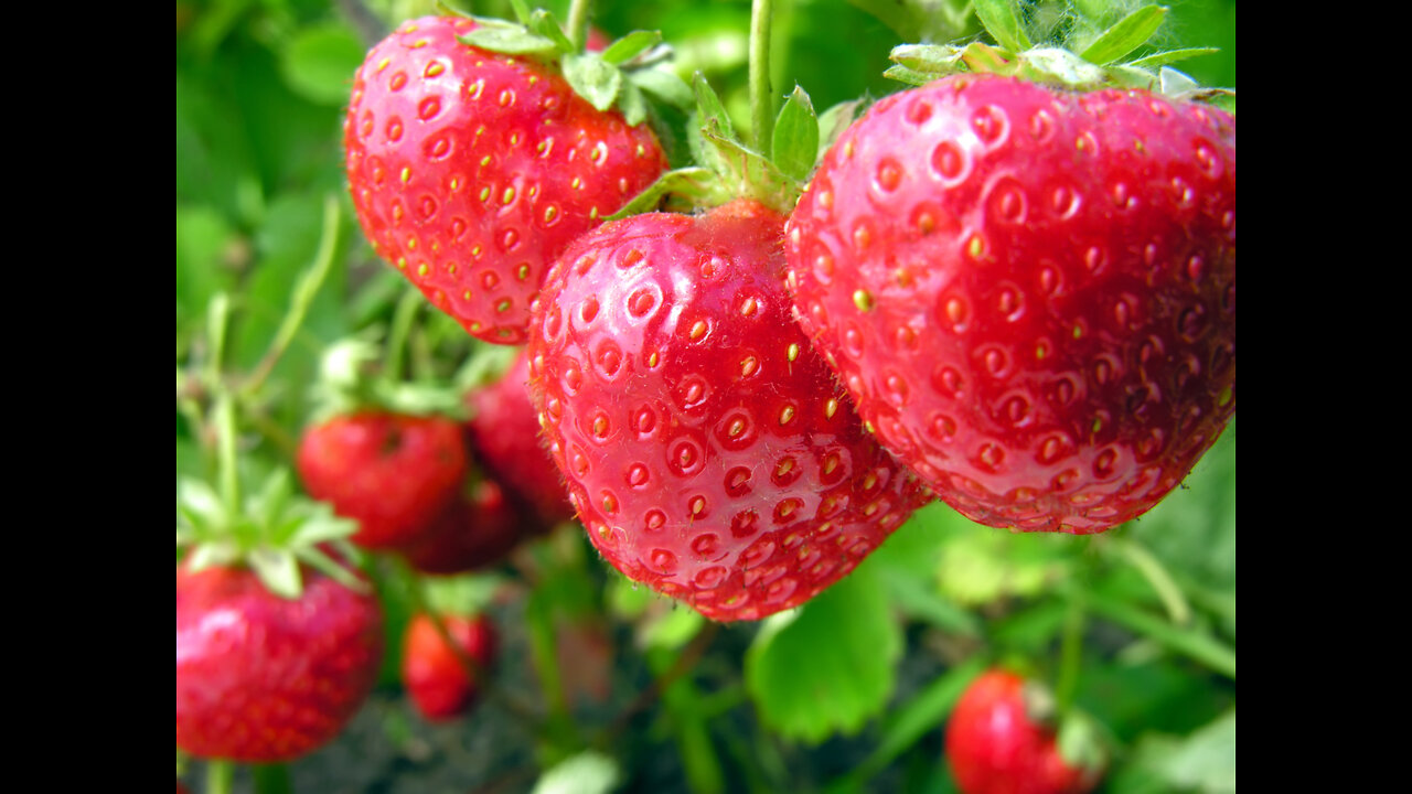 How to Grow Hydroponic Strawberry Fast | #LearnHydroponics