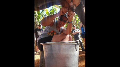 Milking a cow in Cuba 🇨🇺 🐄 🐮