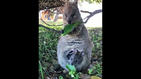 cute funny quokka- 63