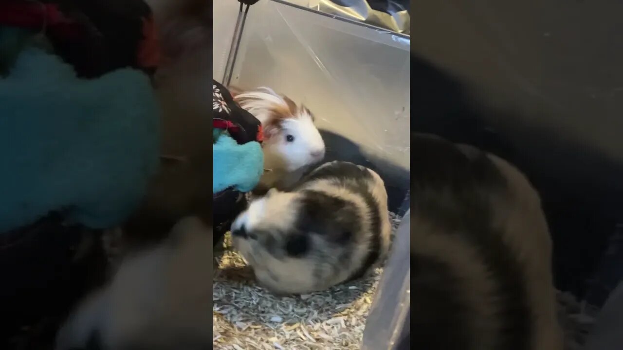 Kung-Fu fighting with my Guinea pigs