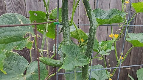 A Quick Look At Our China Jade Cucumbers