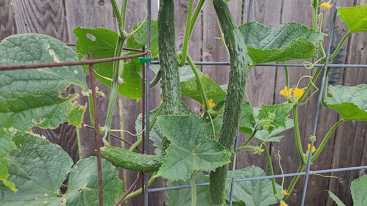 A Quick Look At Our China Jade Cucumbers