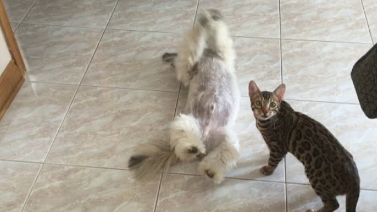 FUNNIEST CAT VIDEO #2