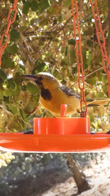 Hooded Oriole🐦Summer Jelly Gobble