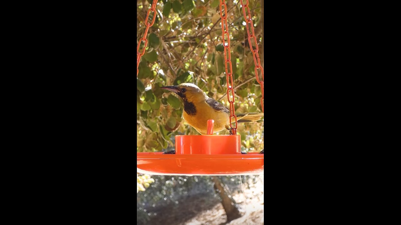 Hooded Oriole🐦Summer Jelly Gobble