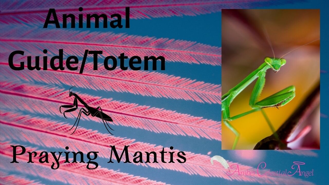 Animal Guide/Totem PRAYING MANTIS