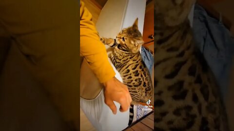 Good kitty? #shorts #cat #bengal #bengalcat #attack #pets #cute #love #cats #pet #petlover #animals