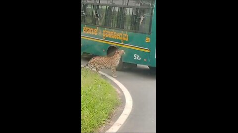 "Is This Leopard Hungry? Viral Video from Bannerghatta National Park Raises Questions" Watch