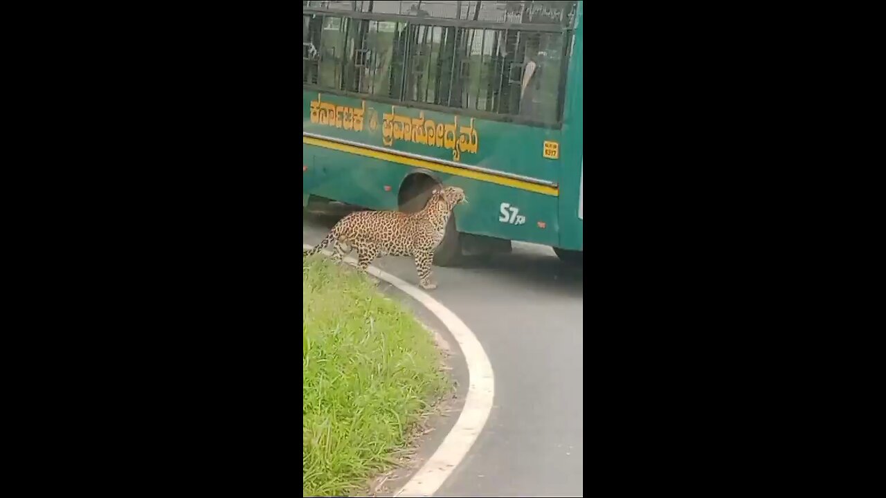 "Is This Leopard Hungry? Viral Video from Bannerghatta National Park Raises Questions" Watch