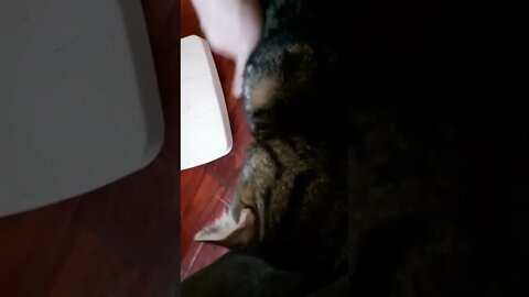DAYDAY Best Moments 3 SFM #sfmcollective #shorts #cats