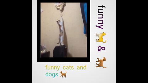 FUNNY CATS DOGS VIDEO