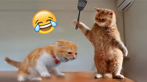 Best funny animal videos of the year, funniest animals ever, cute animals video
