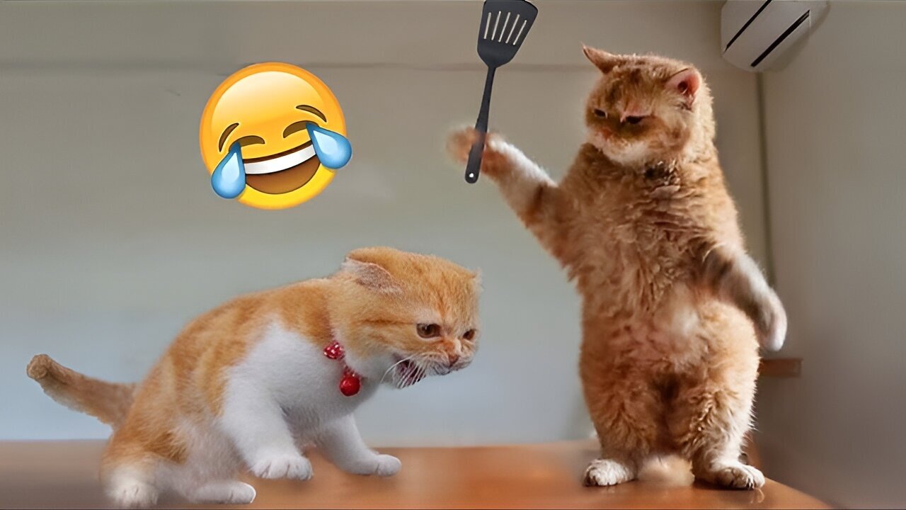 Best funny animal videos of the year, funniest animals ever, cute animals video
