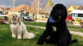 Cão ignora treinamento e come petisco do seu amigo