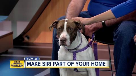 Jan. 13 Rescues in Action: Siri wants to call you friend