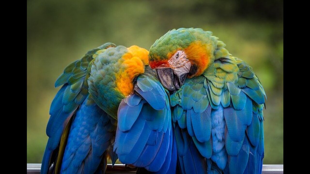 Funny❤️ amazing parrots video