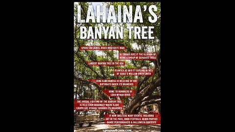 Lahaina Banyan Trees