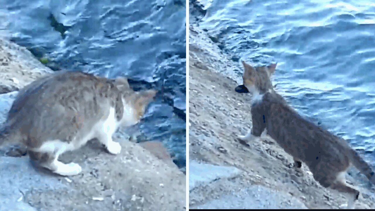 A cat catches a fish on the seashore.