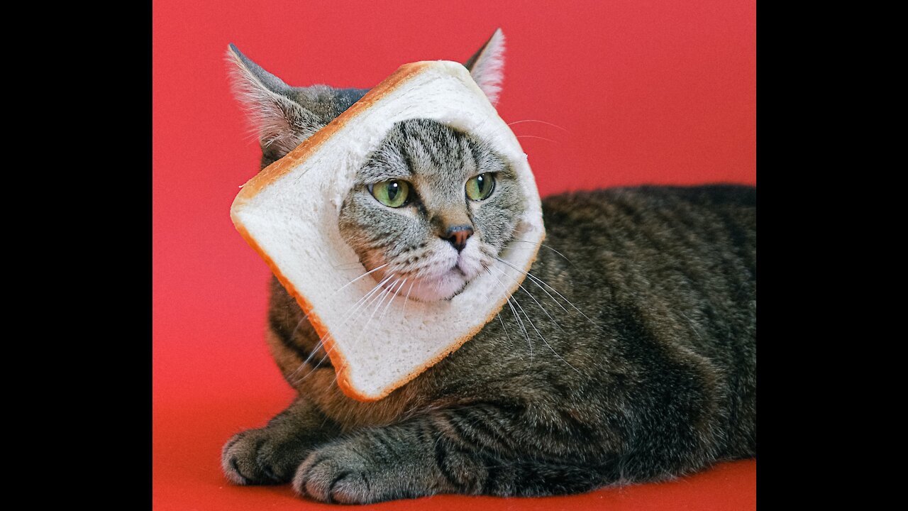 Crazy funny pet animals compilation - 1