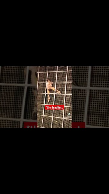 The Brazilian Wandering Spider, AKA, The Erection Spider