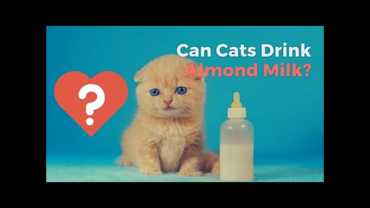 A cat drinks milk FUNNY Cats2021