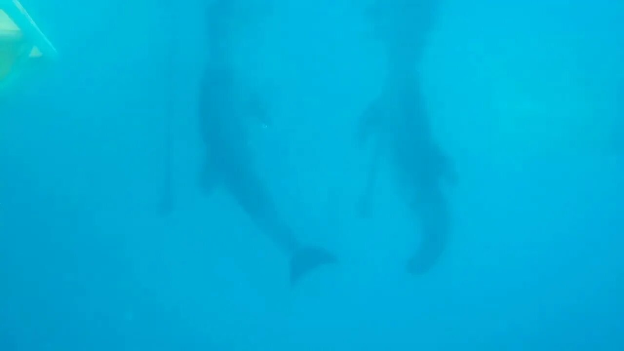 Underwater view of Winter the Dolphin - Part 2