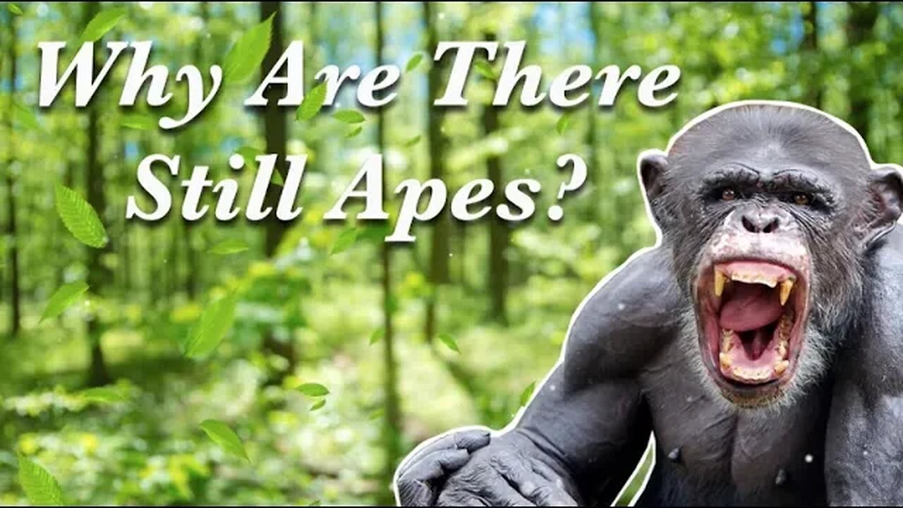 Why Are There Still Apes if We Evolved From Them?